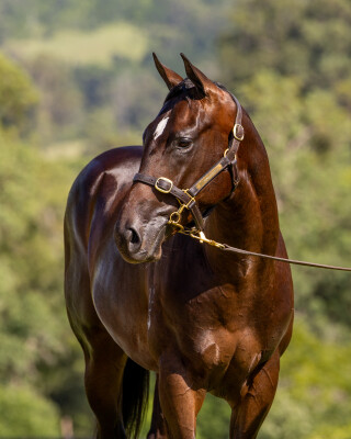 Lot 269: So You Think (NZ) / Acouplamas