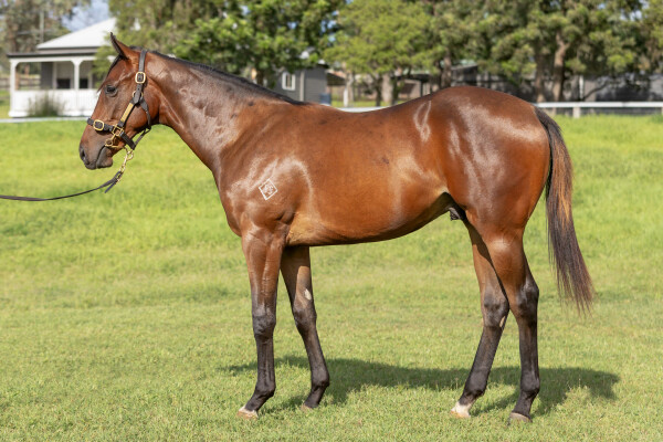 Lot 5: Fastnet Rock / Jolie's Shinju (JPN)
