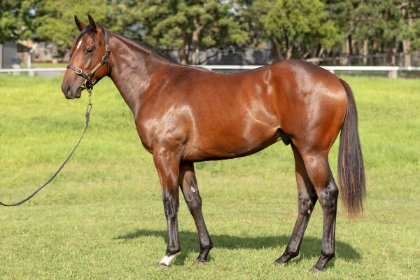 Lot 140: St Mark's Basilica (FR) / Savourer