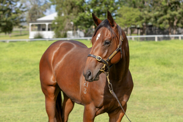 Lot 140: St Mark's Basilica (FR) / Savourer