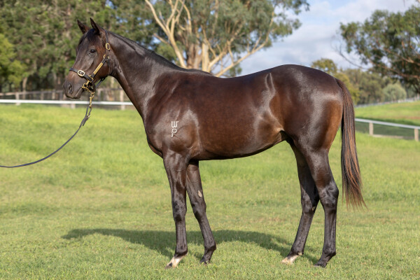 Lot 168: St Mark's Basilica (FR) / Sinaia (NZ)