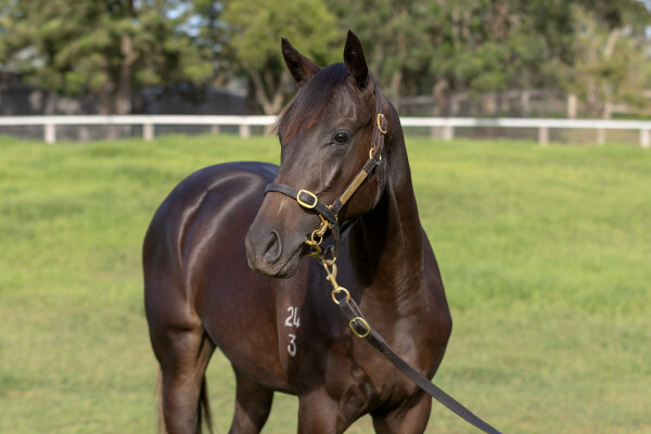 Lot 168: St Mark's Basilica (FR) / Sinaia (NZ)