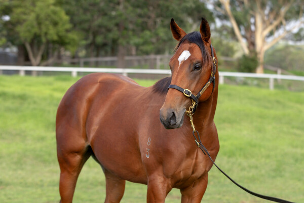 Lot 185: Wild Ruler / Sretan