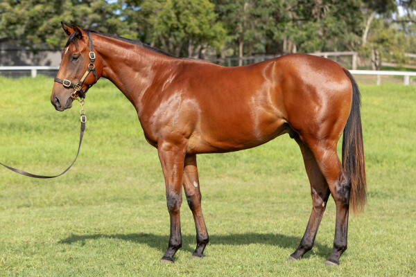 Lot 270: Snitzel / Acqume