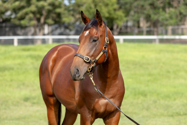 Lot 270: Snitzel / Acqume