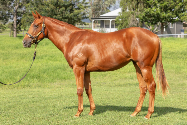 Lot 372: Street Boss (USA) / Fee Dansante (IRE)