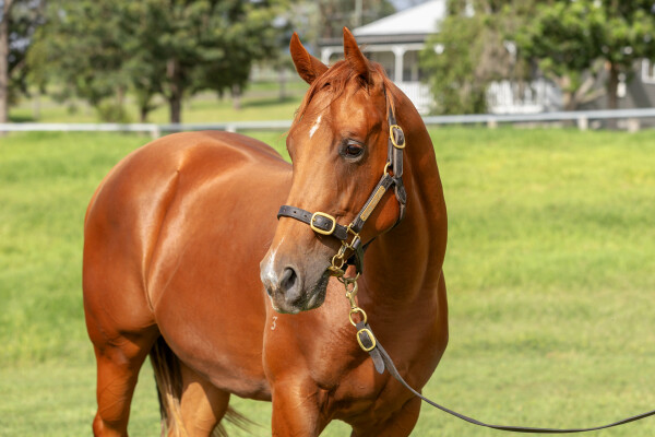 Lot 372: Street Boss (USA) / Fee Dansante (IRE)