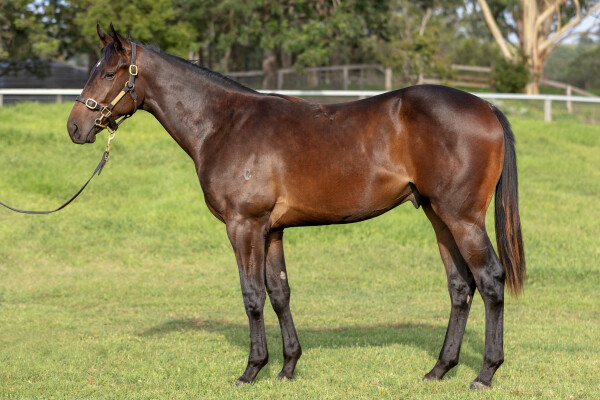 Lot 411: So You Think (NZ) / I'll Have a Bit