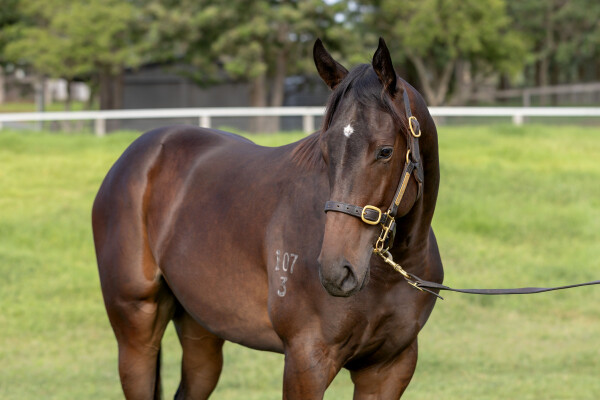 Lot 411: So You Think (NZ) / I'll Have a Bit