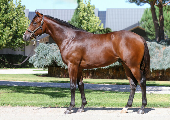 Lot 60: So You Think (NZ) / Mine Game