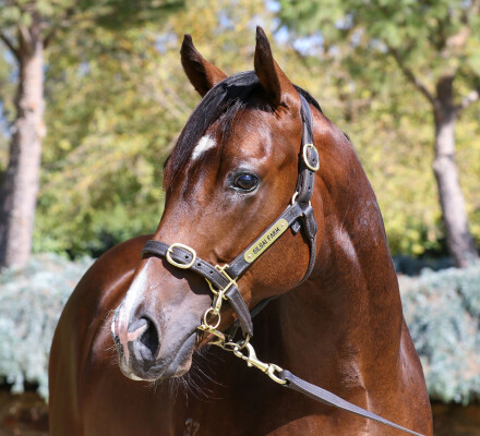 Lot 60: So You Think (NZ) / Mine Game