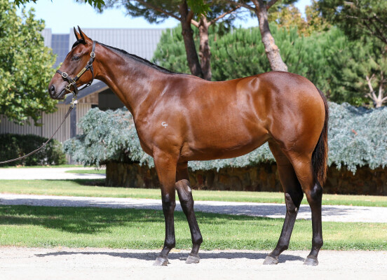 Lot 78: I Am Invincible / My Emotion (NZ)