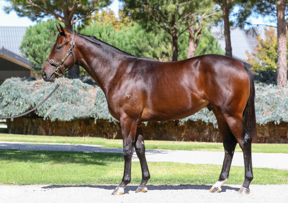 Lot 84: Toronado (IRE) / Nice for What