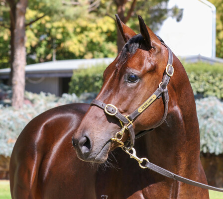 Lot 84: Toronado (IRE) / Nice for What