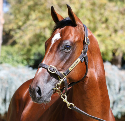 Lot 91: Extreme Choice / Ocean Jewel