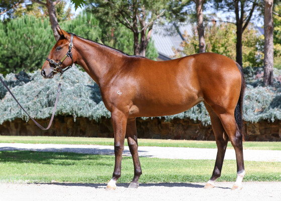 Lot 206: Ole Kirk / Swift Witness