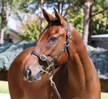 Lot 206: Ole Kirk / Swift Witness