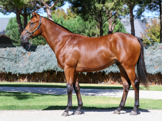 Lot 235: Dundeel (NZ) / Tune Doubt