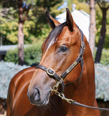 Lot 235: Dundeel (NZ) / Tune Doubt