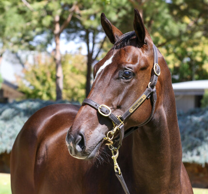 Lot 246: Ole Kirk / Vellor