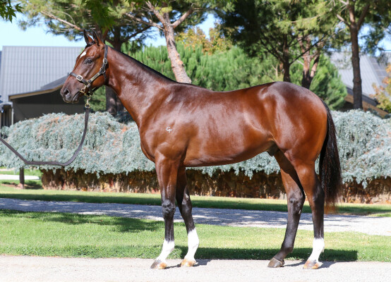Lot 289: Toronado (IRE) / Baccarat Baby