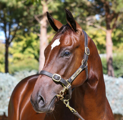 Lot 289: Toronado (IRE) / Baccarat Baby