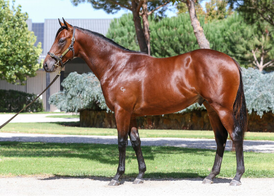 Lot 360: Camelot (GB) / Epingle (NZ)