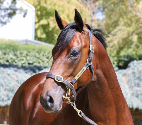 Lot 360: Camelot (GB) / Epingle (NZ)