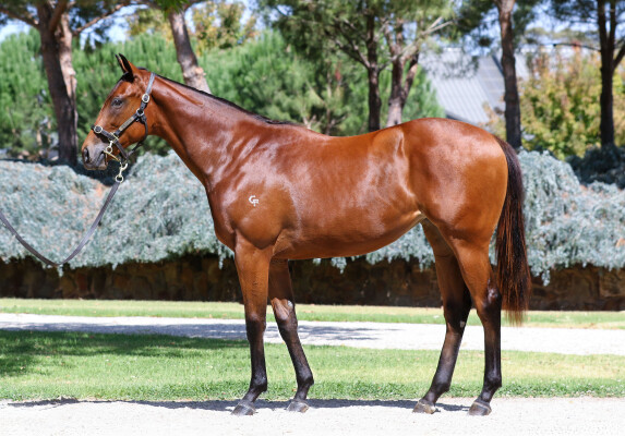 Lot 401: Extreme Choice / Hera (NZ)