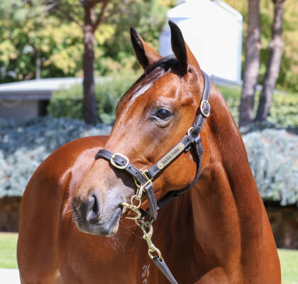 Lot 401: Extreme Choice / Hera (NZ)