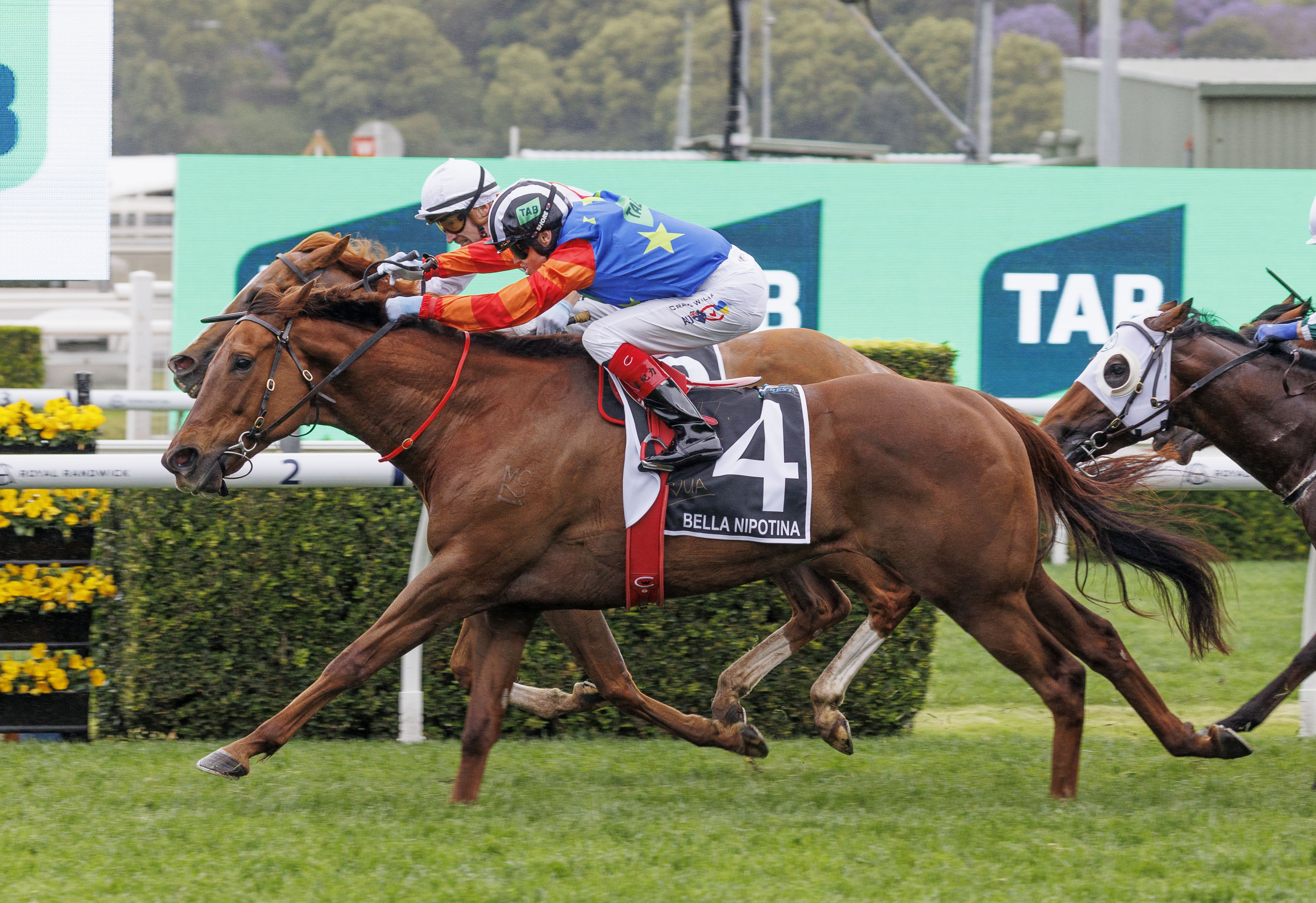 Champion mare Bella Nipotina confirmed for Chairman's Sale