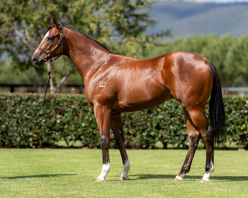 Lot 3: Snitzel / Jennifer Lynn
