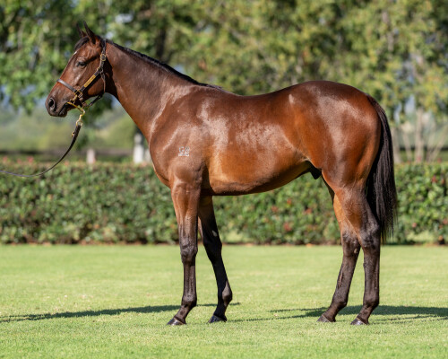 Lot 42: So You Think (NZ) / Madeleina (NZ)