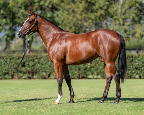 Lot 41: The Autumn Sun / Madam Tracy