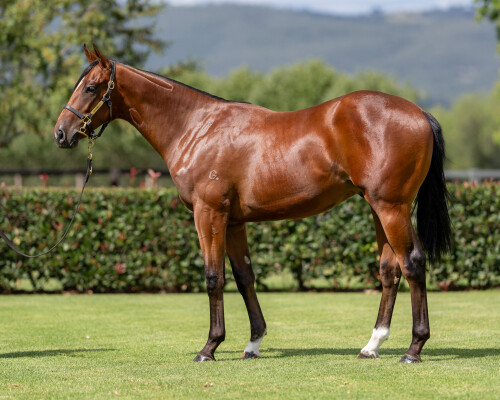 Lot 166: Zousain / Silk Trail