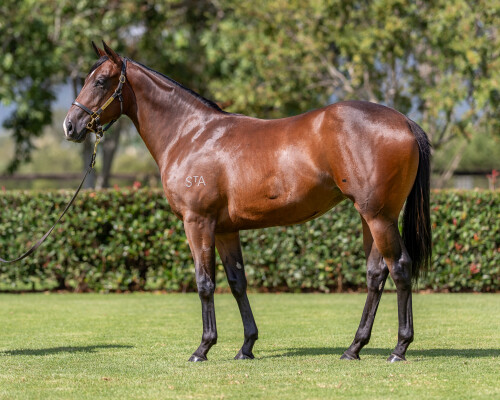 Lot 176: Stay Inside / Soffika (IRE)