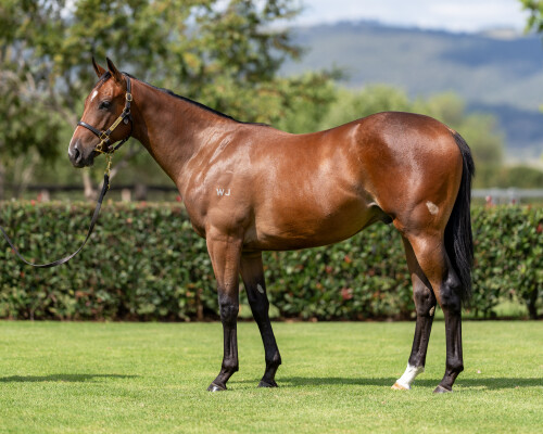 Lot 186: Snitzel / Star of Uma