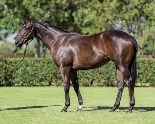 Lot 209: I Am Invincible / Talaria (NZ)