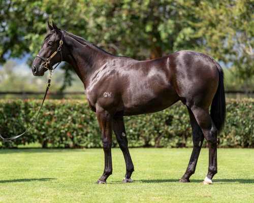 Lot 211: Proisir / Teardrops