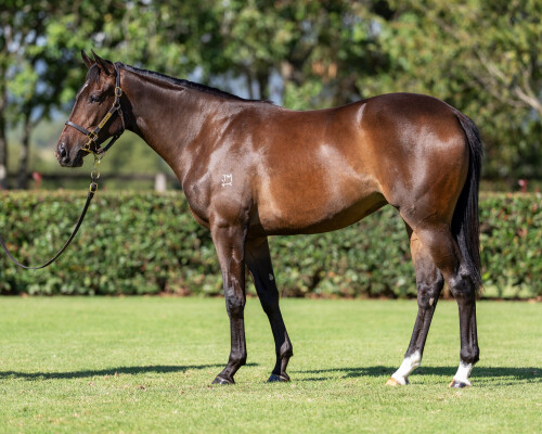 Lot 343: So You Think (NZ) / Delectation Girl (GB)
