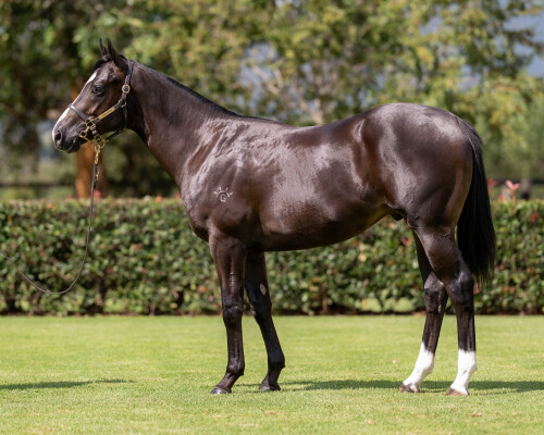 Lot 402: Zoustar / Hidemi