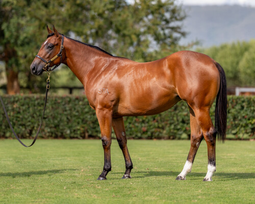 Lot 416: Home Affairs / Invictus Salute