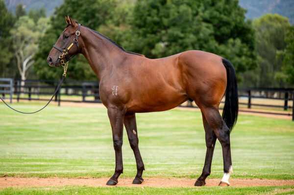 Lot 19: Zoustar / Lady Lupino