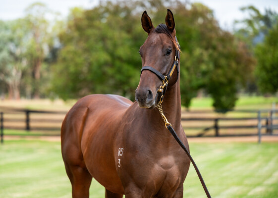 Lot 19: Zoustar / Lady Lupino