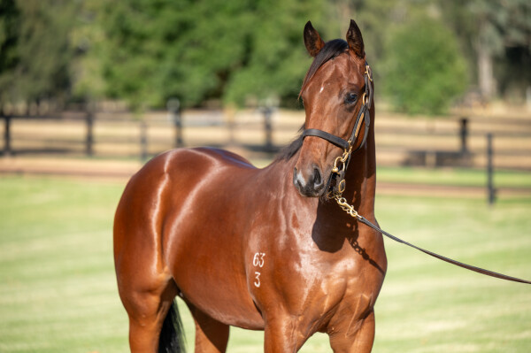 Lot 22: Bivouac / Lake Como (NZ)