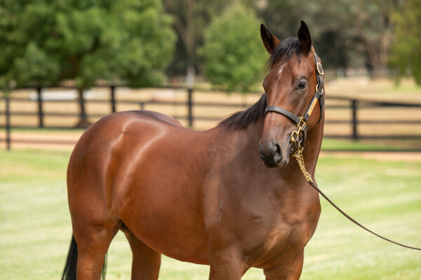 Lot 27: Bivouac / Leather'n'lace