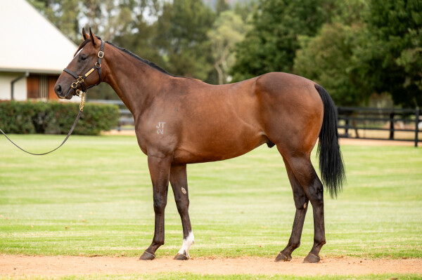 Lot 40: Snitzel / Madam Rouge