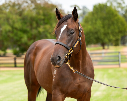 Lot 40: Snitzel / Madam Rouge