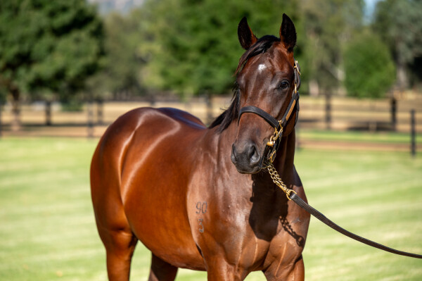 Lot 57: I Am Invincible / Meuse