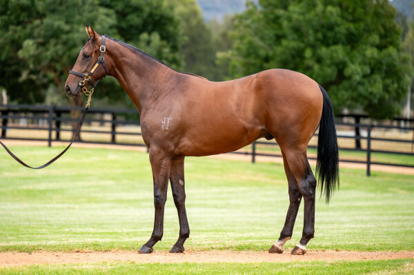 Lot 96: Gun Runner (USA) / Originator (USA)